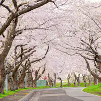 ต้นซากุระเรียงรายตามแม่น้ำโอโนะ @ สมาคมการท่องเที่ยวเมืองโฮคุโตะ