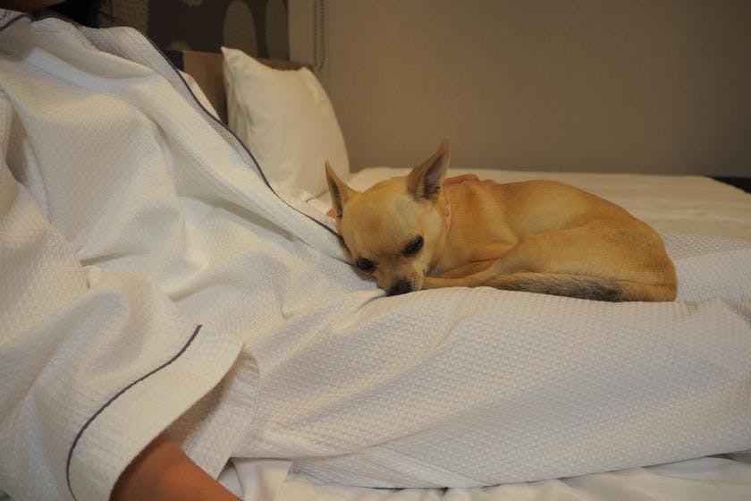 【お得に泊まろう】期間限定のスペシャルプラン！（1わんちゃん専用）（素泊まり）