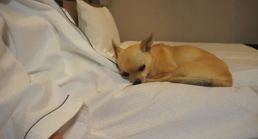 【お得に泊まろう】期間限定のスペシャルプラン!(1わんちゃん専用)(素泊まり)