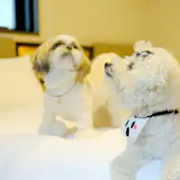 わんちゃんと一緒に泊まれる!