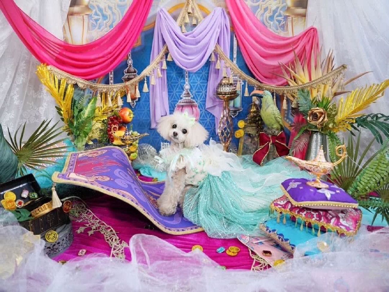 プリンセス撮影会（イメージ）