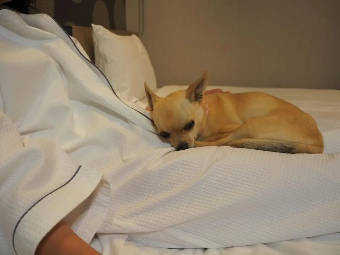 わんちゃんと一緒に泊まれる!