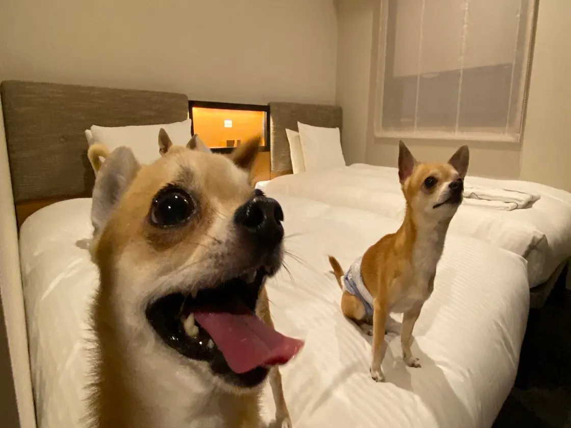 ウェルカムホテルとしてリブランドOPEN♪