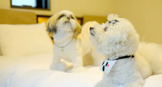 わんちゃんと一緒に泊まれる!