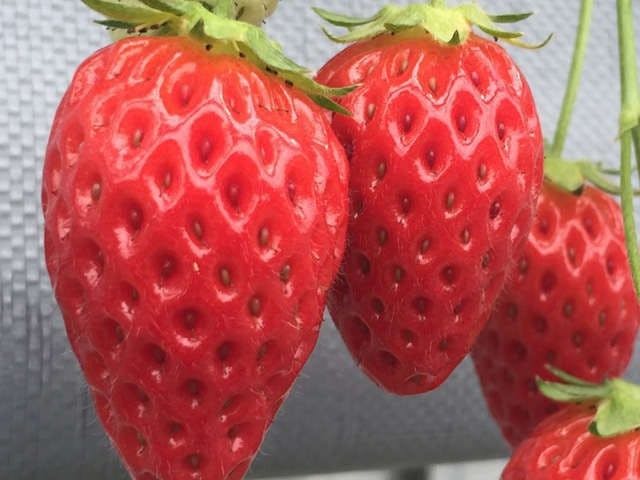 いちご狩り