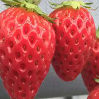 いちご狩り