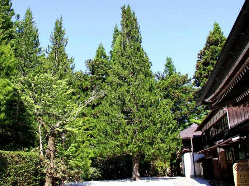 Shukubo Saimon-in