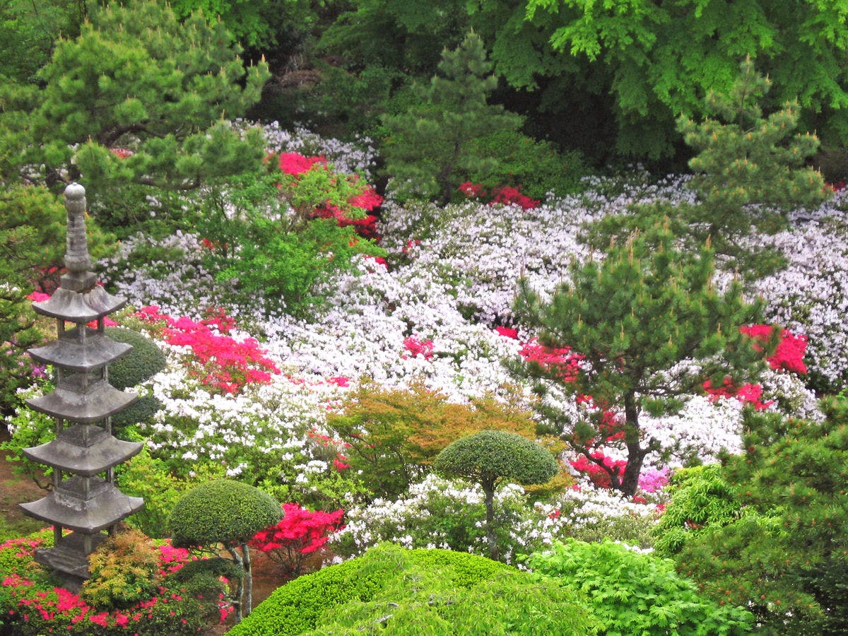 ทุกกลางเดือนพฤษภาคมจะมีการจัดงานเทศกาลดอกอาซาเลียฟรี!