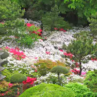 ทุกกลางเดือนพฤษภาคมจะมีการจัดงานเทศกาลดอกอาซาเลียฟรี!