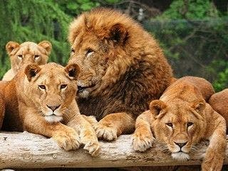 น่าตื่นเต้นมาก! สวนสัตว์ซาฟารีกุนมะ