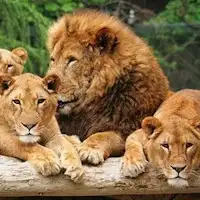 น่าตื่นเต้นมาก! สวนสัตว์ซาฟารีกุนมะ