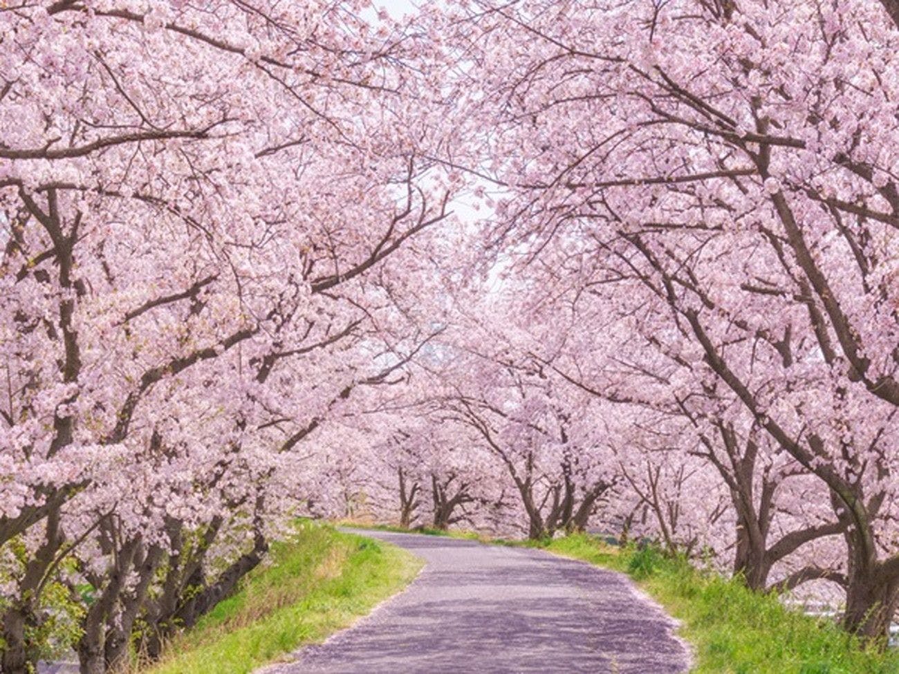 Izu penuh dengan tempat indah untuk menikmati bunga sakura♪