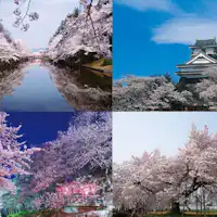 ใกล้ๆ มีสถานที่ชมซากุระที่มีชื่อเสียงมากมาย!