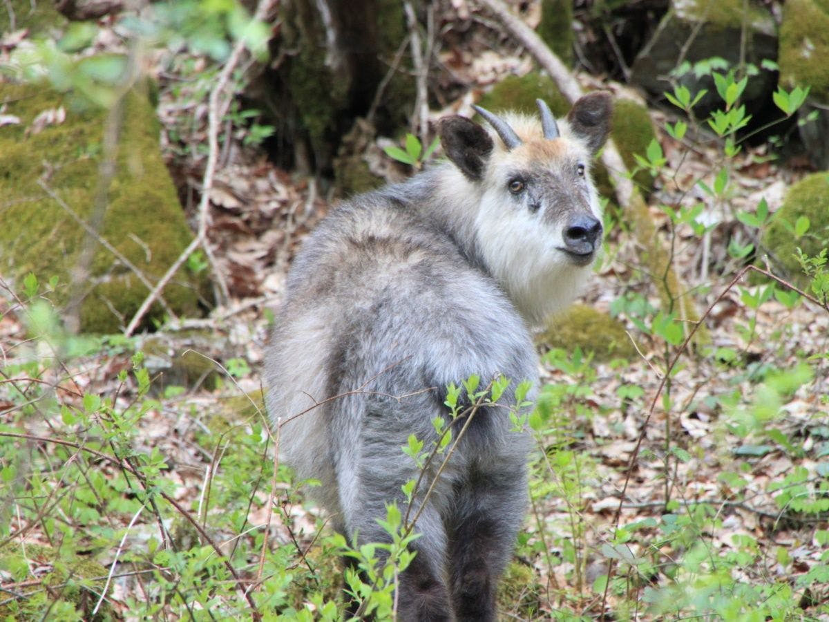 สัตว์ป่า