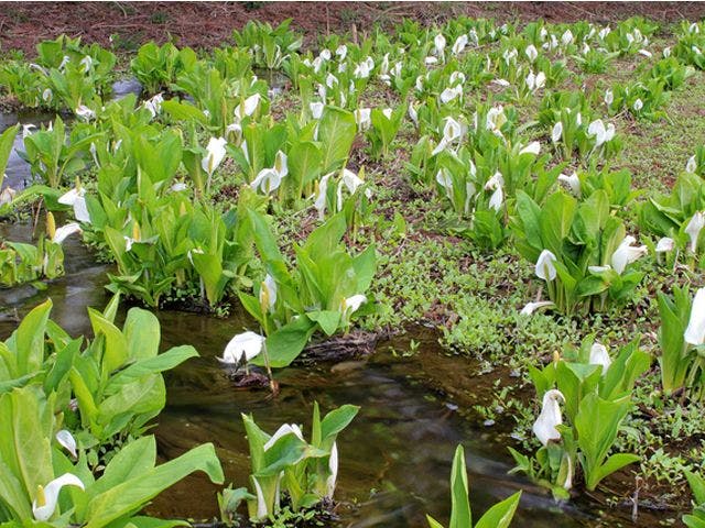 ดอกไม้บัวน้ำที่เติบโตเองในบ่อนิโยะจะบานตั้งแต่กลางถึงปลายเดือนเมษายน