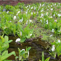 ดอกไม้บัวน้ำที่เติบโตเองในบ่อนิโยะจะบานตั้งแต่กลางถึงปลายเดือนเมษายน