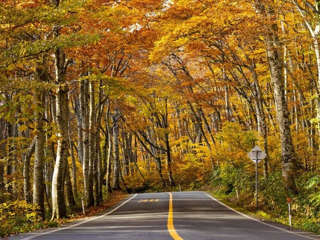 ~ถนนวงแหวนภูเขาไดเซ็น~ อุโมงค์ต้นบีชสีทอง