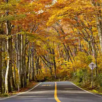 ~ถนนวงแหวนภูเขาไดเซ็น~ อุโมงค์ต้นบีชสีทอง