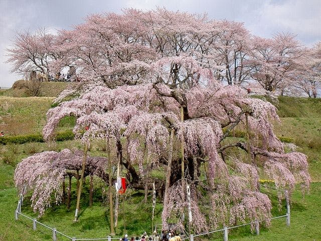 หนึ่งในซากุระสามแห่งของญี่ปุ่น "มิฮารุ ทากิซากุระ"