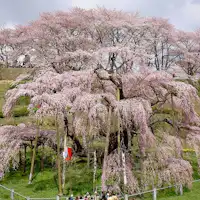 หนึ่งในซากุระสามแห่งของญี่ปุ่น "มิฮารุ ทากิซากุระ"