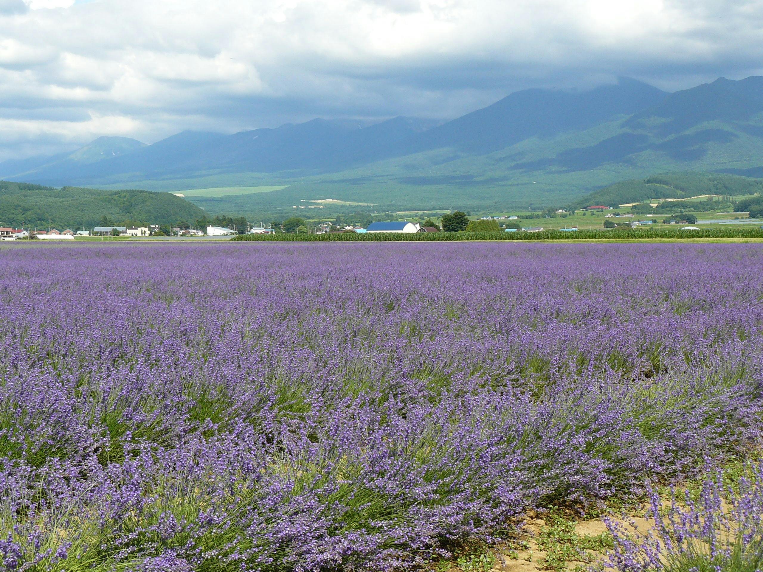 팜 토미타 라벤더 이스트