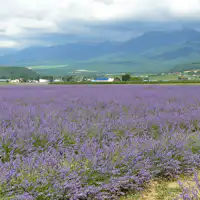 팜 토미타 라벤더 이스트