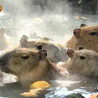 카피바라 노천탕