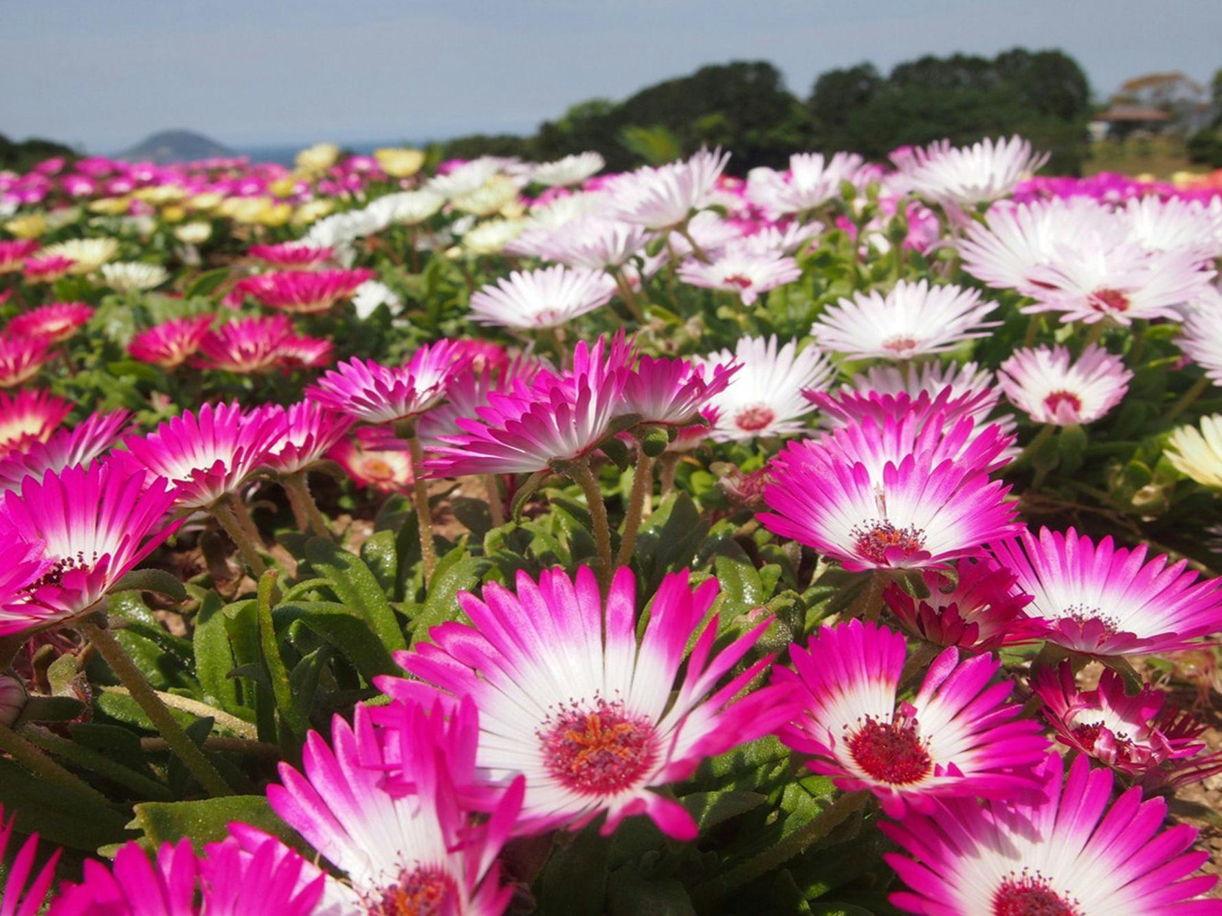 โนโคะชิมะ