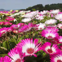 โนโคะชิมะ