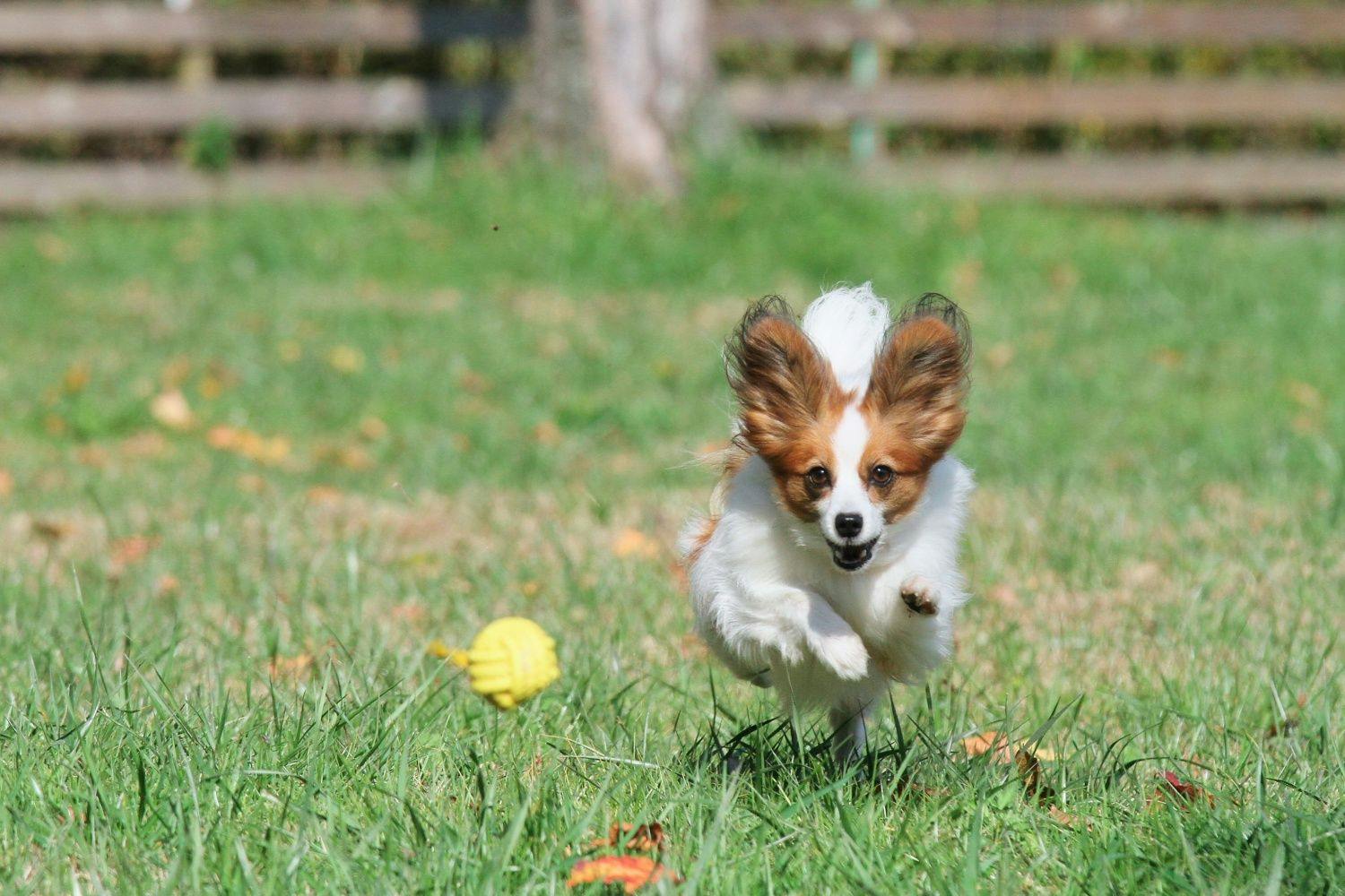 Dog Resort Woof: Pet-Friendly Accommodation