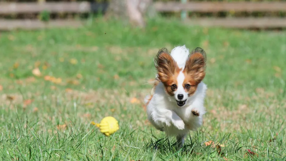 Dog Resort Woof: Pet-Friendly Accommodation