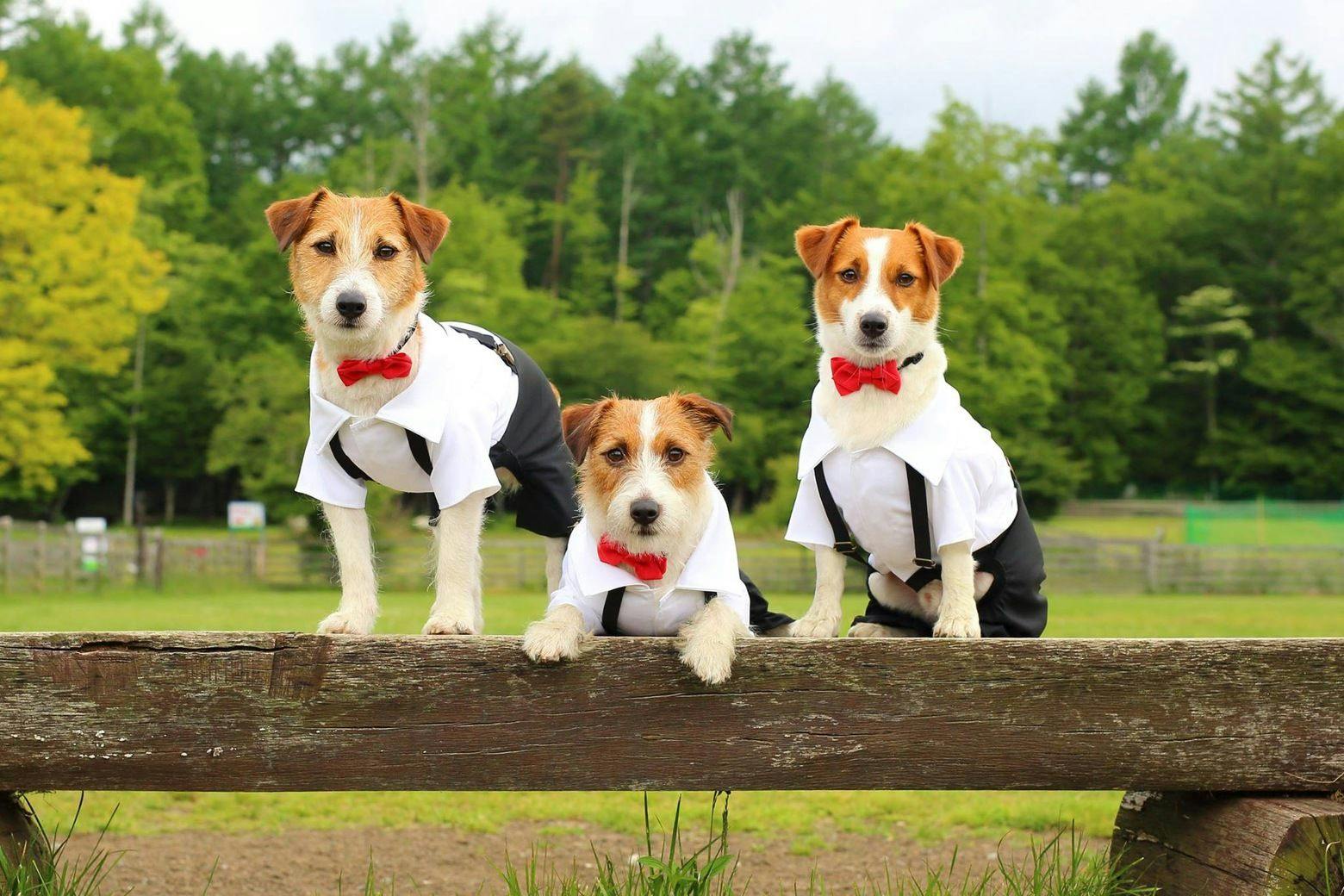 Dog Resort Woof: Pet-Friendly Accommodation