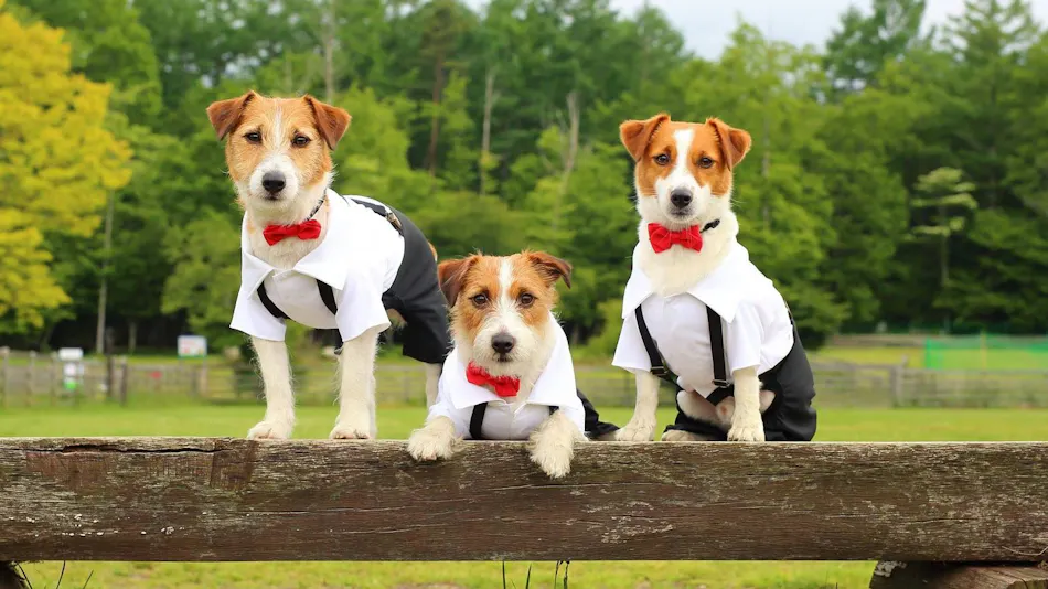 Dog Resort Woof: Pet-Friendly Accommodation