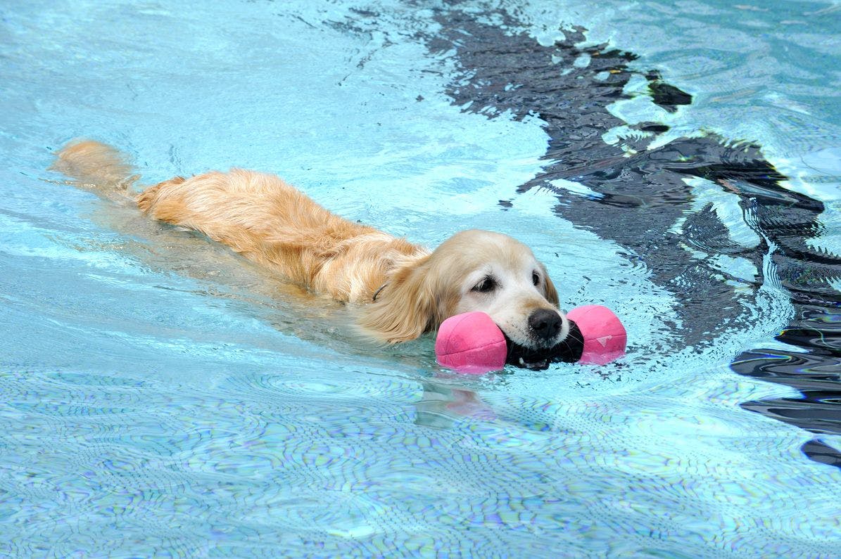 Dog Resort Woof: Pet-Friendly Accommodation