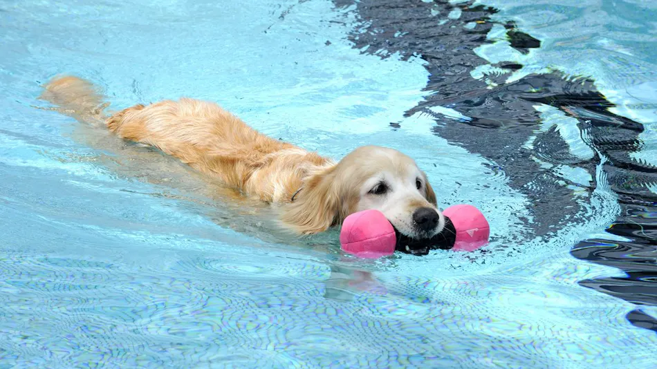 Dog Resort Woof: Pet-Friendly Accommodation