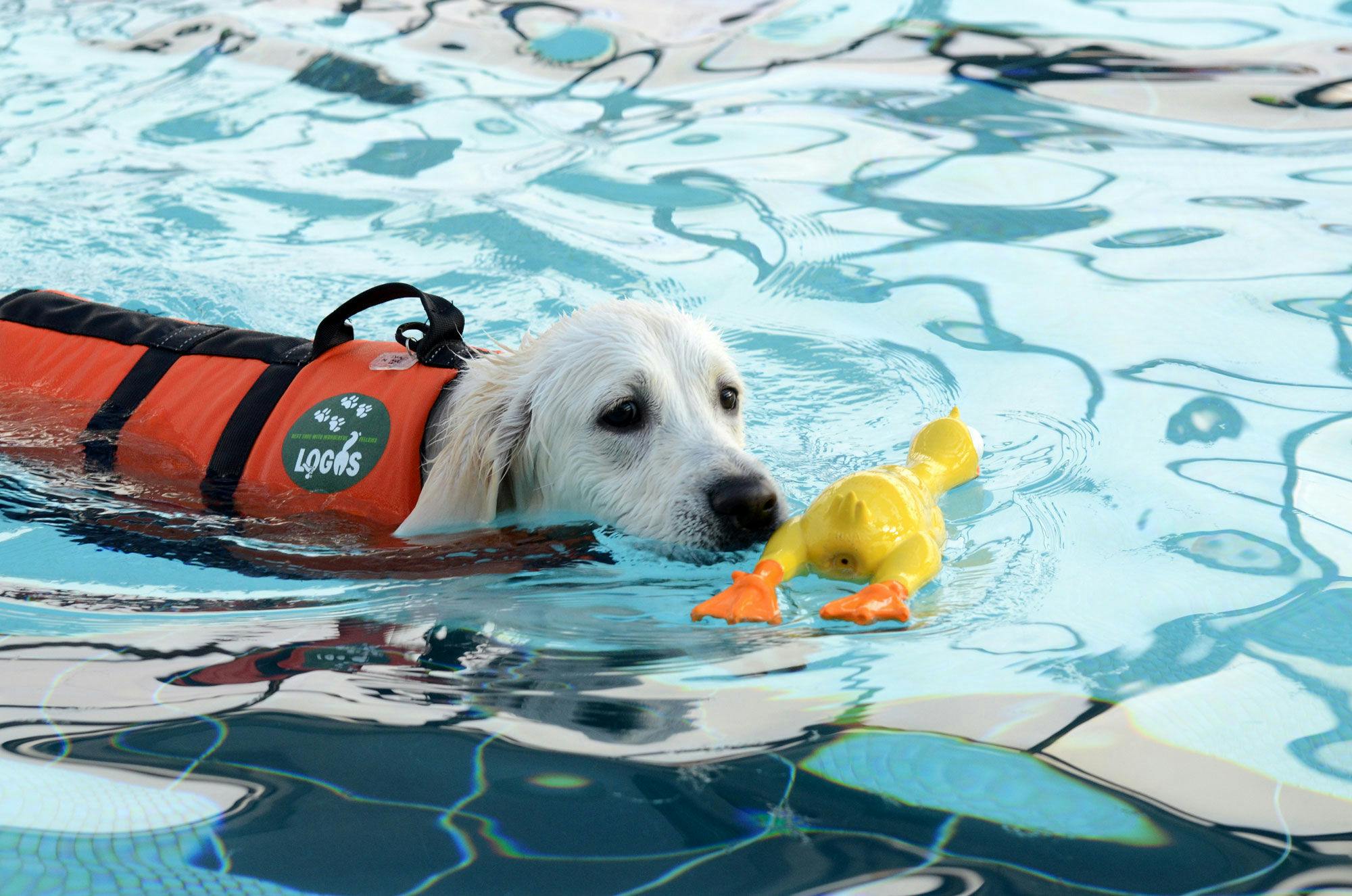 Dog Resort Woof: Pet-Friendly Accommodation