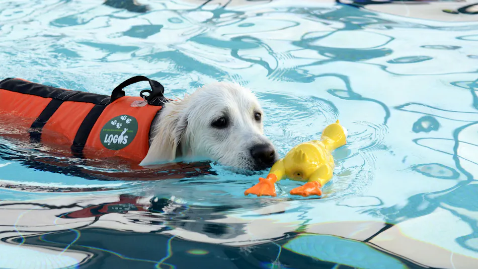 Dog Resort Woof: Pet-Friendly Accommodation