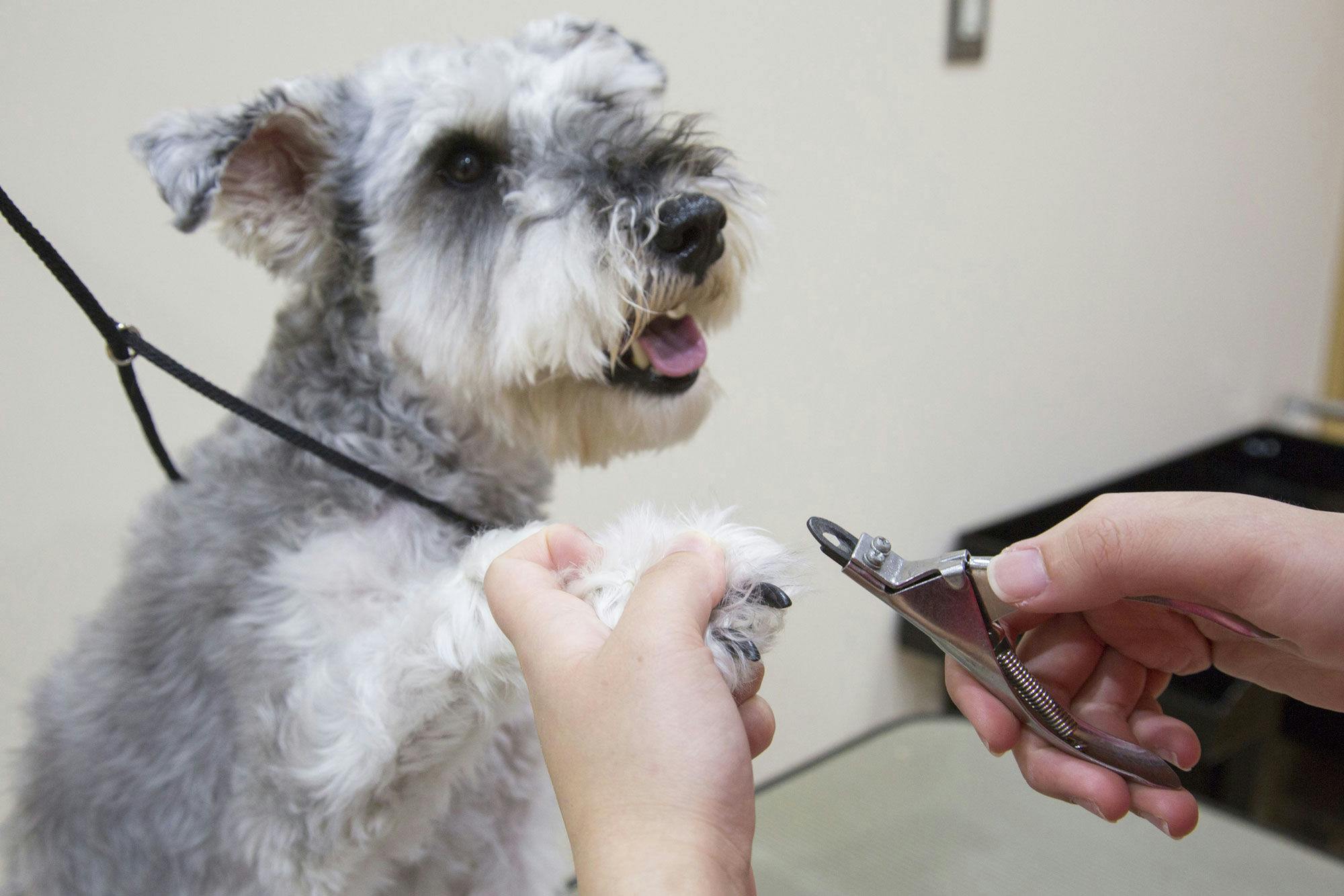 Dog Resort Woof: Pet-Friendly Accommodation
