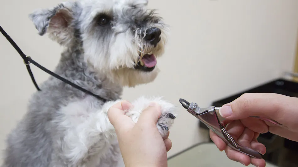 Dog Resort Woof: Pet-Friendly Accommodation