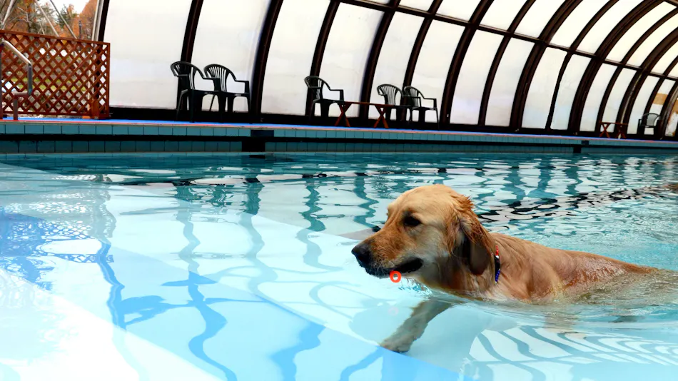 Dog Resort Woof: Pet-Friendly Accommodation
