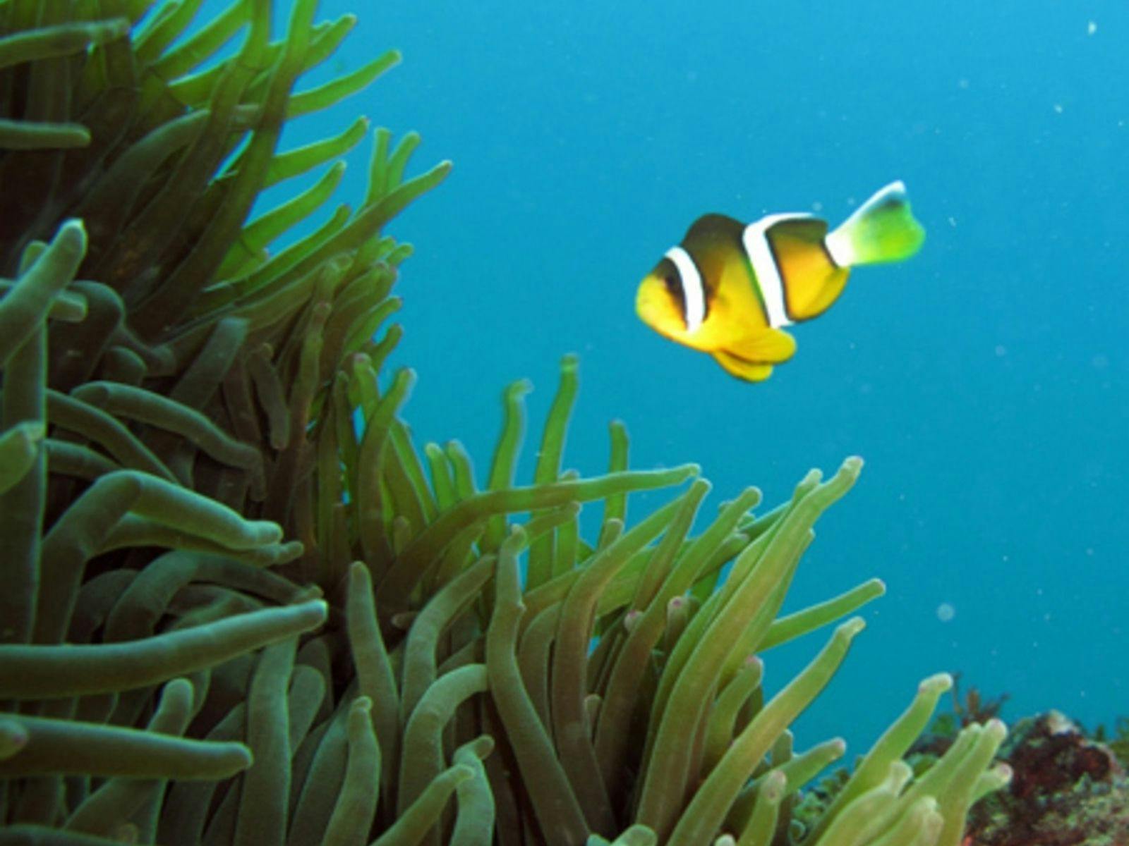 ภาพถ่ายใต้น้ำที่สวยงามของชายหาดฮิริโซที่ได้รับความนิยมในปีนี้