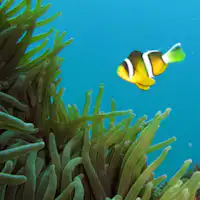 ภาพถ่ายใต้น้ำที่สวยงามของชายหาดฮิริโซที่ได้รับความนิยมในปีนี้