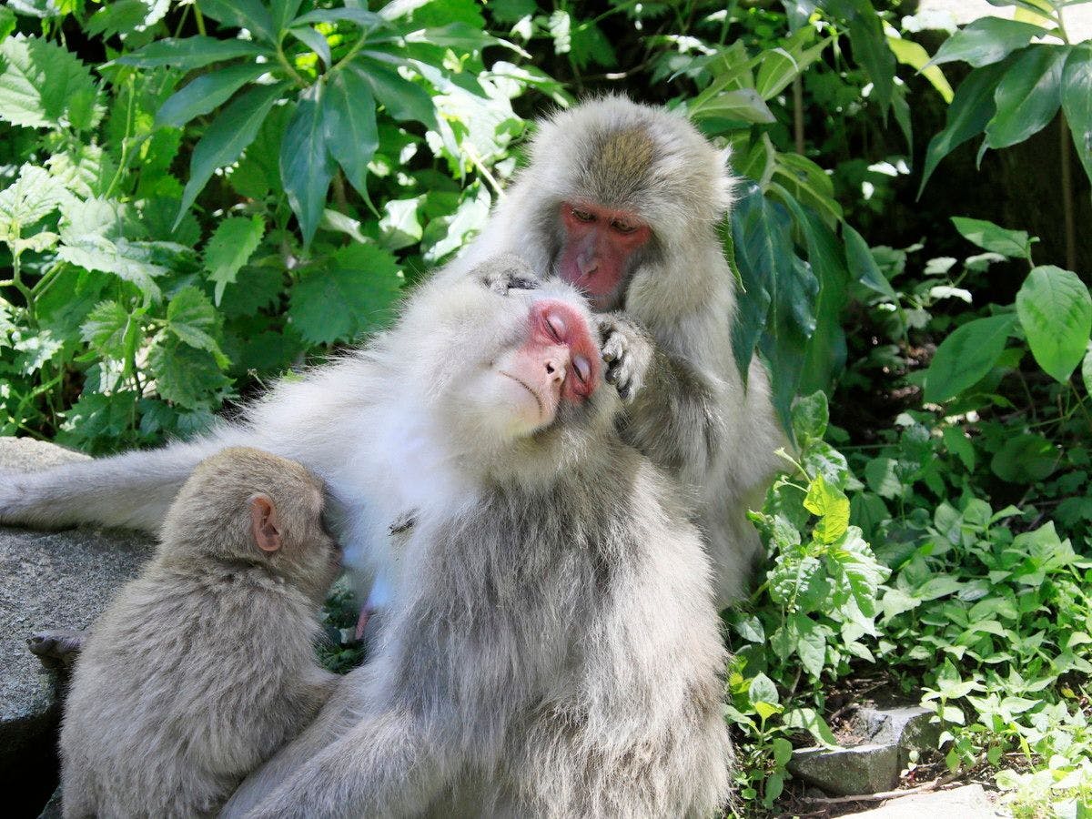 สวนลิงหุบเขานรก｜ขับรถ 5 นาที + เดินเท้า 30 นาที