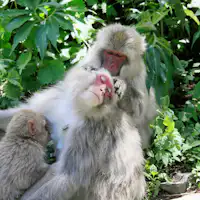 สวนลิงหุบเขานรก|ขับรถ 5 นาที + เดินเท้า 30 นาที