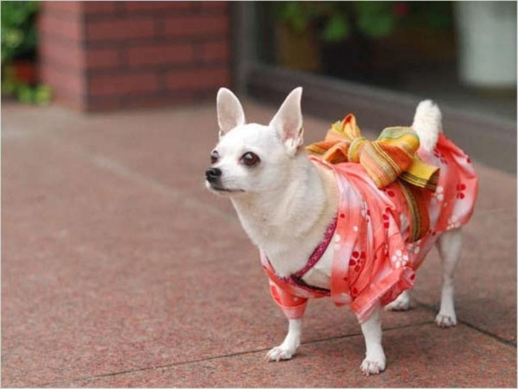 ลูกสุนัข