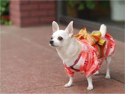 ลูกสุนัข