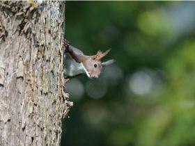 ログホテル　メープルロッジ