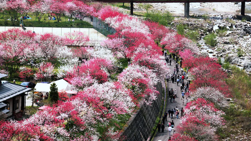 Nokuma no Shou Tsukikawa