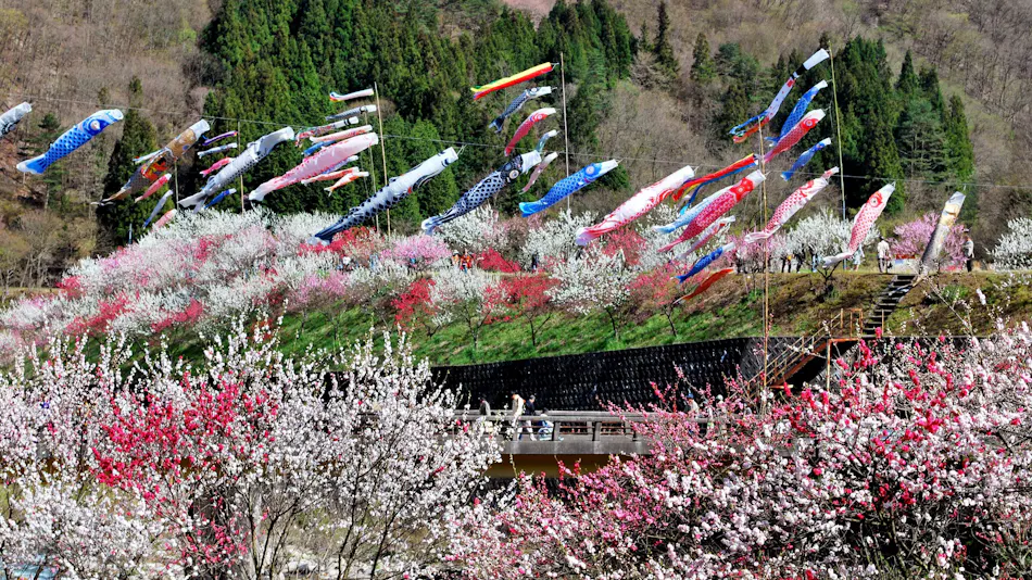 Nokuma no Shou Tsukikawa