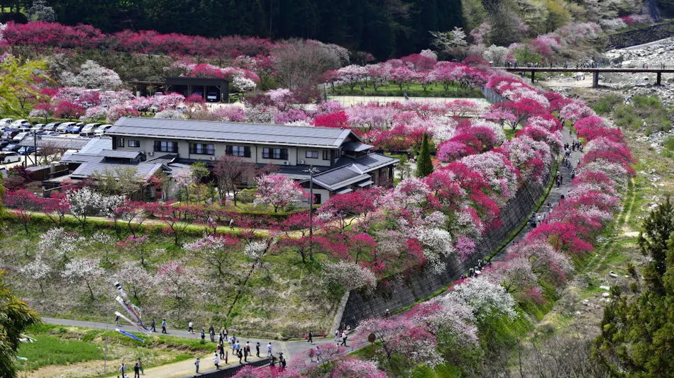Nokuma no Shou Tsukikawa